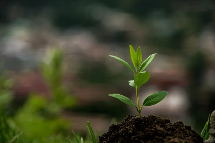 Green plant shoot